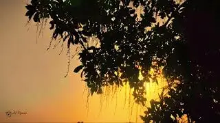 খাঁচার ভিতর অচিন পাখি কেমনে আসে যায়  @alromanphotography #nature #vairalshort #shorts #youtube