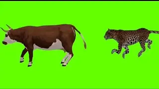 Cow Green screen video, Cow Green screen Footage. Green screen video @PS Green Screen Video