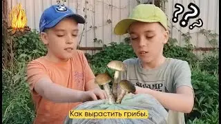 Грибы 1