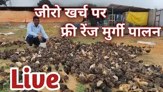 फ्री रेंज में देशी मुर्गी पालन जीरो खर्च पर।omprakash ausar is live