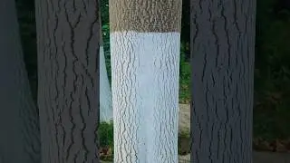Шу Холатда  Дарахт  Сэмиради