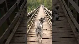 #dog #akita #akitainu #собака #animal #вакай #акита #dogoftheday  #akitaonline #doglover #funny