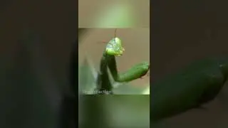 Чужой в мире насекомых