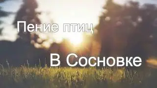 Пение птиц в Сосновке