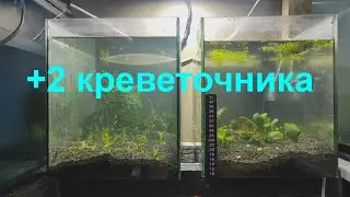+2 креветочника
