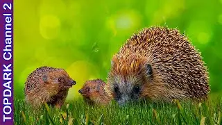 10 lindas Especies de Erinaceinae.