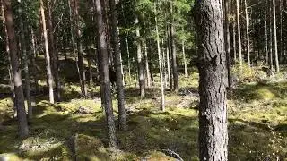 Älgjakt älgko passerar