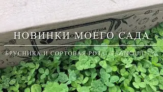 Вкусно и красиво  : брусника и сортовая Роза «Tranquillity »