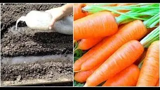 ХИТРЫЙ СПОСОБ ПОСАДКИ МОРКОВИ БЕЗ ПРОРЕЖИВАНИЯ ОБЕСПЕЧИВАЮЩИЙ ХОРОШИЙ УРОЖАЙ