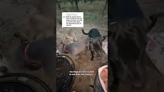 my dogs are SO excited to eat their raw food 🙌🥩 especially when it’s fully thawed, they GULP it 😂