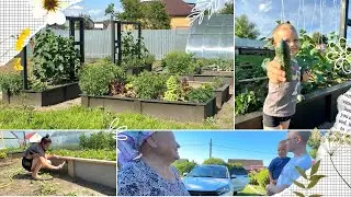 СДЕЛАЛИ ОГУРЕЧНЫЕ ГРЯДКИ/ ПЕРВЫЙ УРОЖАЙ/ ВСТРЕЧАЕМ ГОСТЕЙ/ НОВАЯ ПОКУПКА