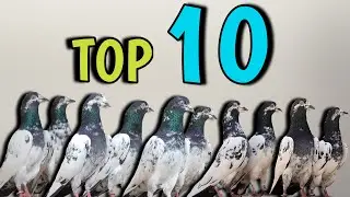 Best High Flying Pigeons in the World | Pakistani Pigeons