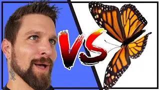 How Many Butterflies Does It Take to Overpower You | Bobby Duke Arts Twitter Question