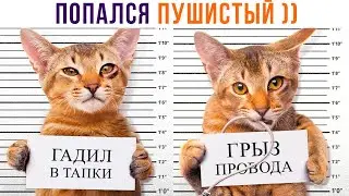 ПОПАЛСЯ ПУШИСТЫЙ ))) Приколы с котами | Мемозг 1251