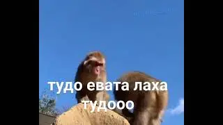 ТУДООООООООООООООООО