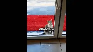 🐾❤️ The cat who seemed to come back from the past