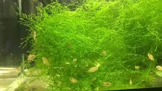 Emerald Cichlid fry