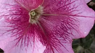 🦆🌺🌸🌼🌳☁️🌛