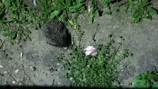 Ёжик ест курятину