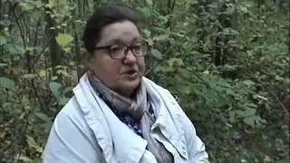 Зимние опята толстоногие.
