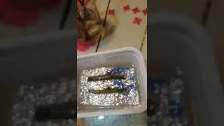 укоренение розы в плавучем состоянии
