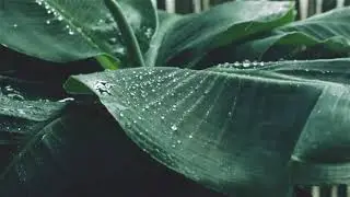 ASMR - Rain Sound - Very relaxing - 10 hours - Stress Relief & Deep Sleep, Meditation & Yoga