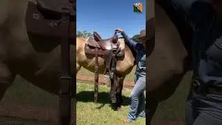 How to tie a Western Cinch and How to know how long it should be
