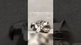 Все коты попадают в рай😂😂😂,умора😂😂😂
