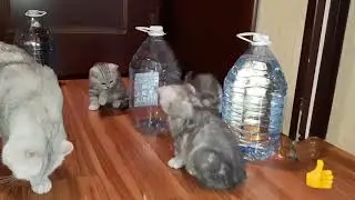 МЕГА-игрушка.