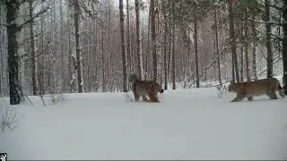 Семья рыси в Керженском заповеднике