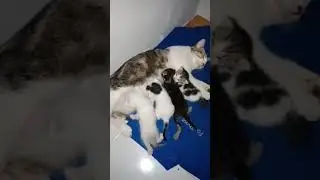 Ibu kucing penyayang sedang menyusui 4 anaknya. 