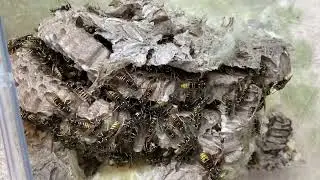 Gave Wasps Some Food, This Happened