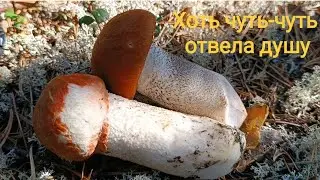 На севере летом // Кедровая бочка // Музей под открытым небом // Лыжная база для отдыха и спорта