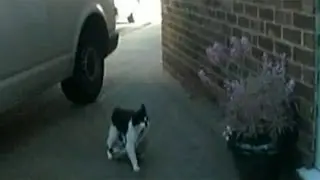 Cat thief / Кот ворует вещи