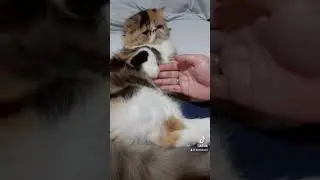 Hazel jangan nakal doonggg! 