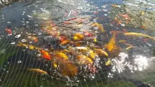 Mon bassin à carpe koïs