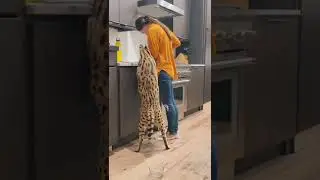kucing hutan species langka yang dipelihara