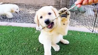 Chonky Labs Playdate!