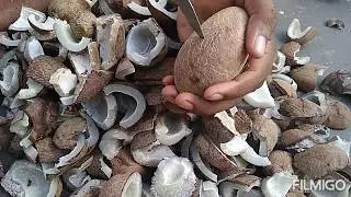 Ball copra to copra cutting | தேங்காய் எண்ணெய் எடுக்க தேங்காய் பருப்பு சுத்தம் செய்து உலர்த்தியது