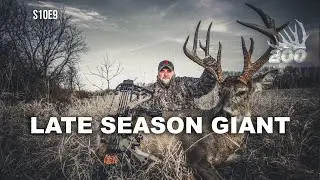 Late Season Giant