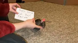 Rat has tricks  #funny #cute #smart #reddit #shorts