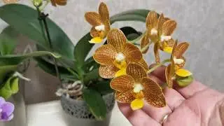 Орхидеи цветут! 🌺Красота в размере миди. 🌺