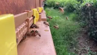 17 Mayıs Arılar çok güzel nektar getiriyor