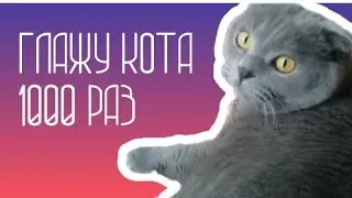 глажу кота 1000 раз | funny cat