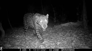 O que é uma armadilha fotográfica?