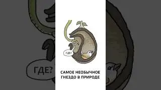 Птица, Которая Перехитрила Хищников