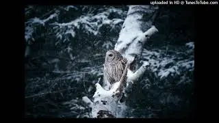 FREE DRAKE X FUTURE TYPE BEAT - BIRD PACK - HARD TRAP BEAT - ZL