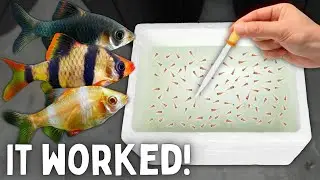 BREEDING Tiger Barbs in a Foam Box!