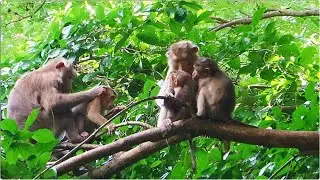 Goodness : cute bb zuri allowed kahna get milk while baby kanso near her