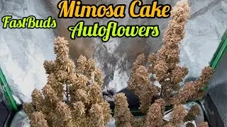 MIMOSA CAKE AUTOFLOWERS READY TO HARVEST, FASTBUDS, MARS HYDRO FC-E6500 LED GROW LIGHT